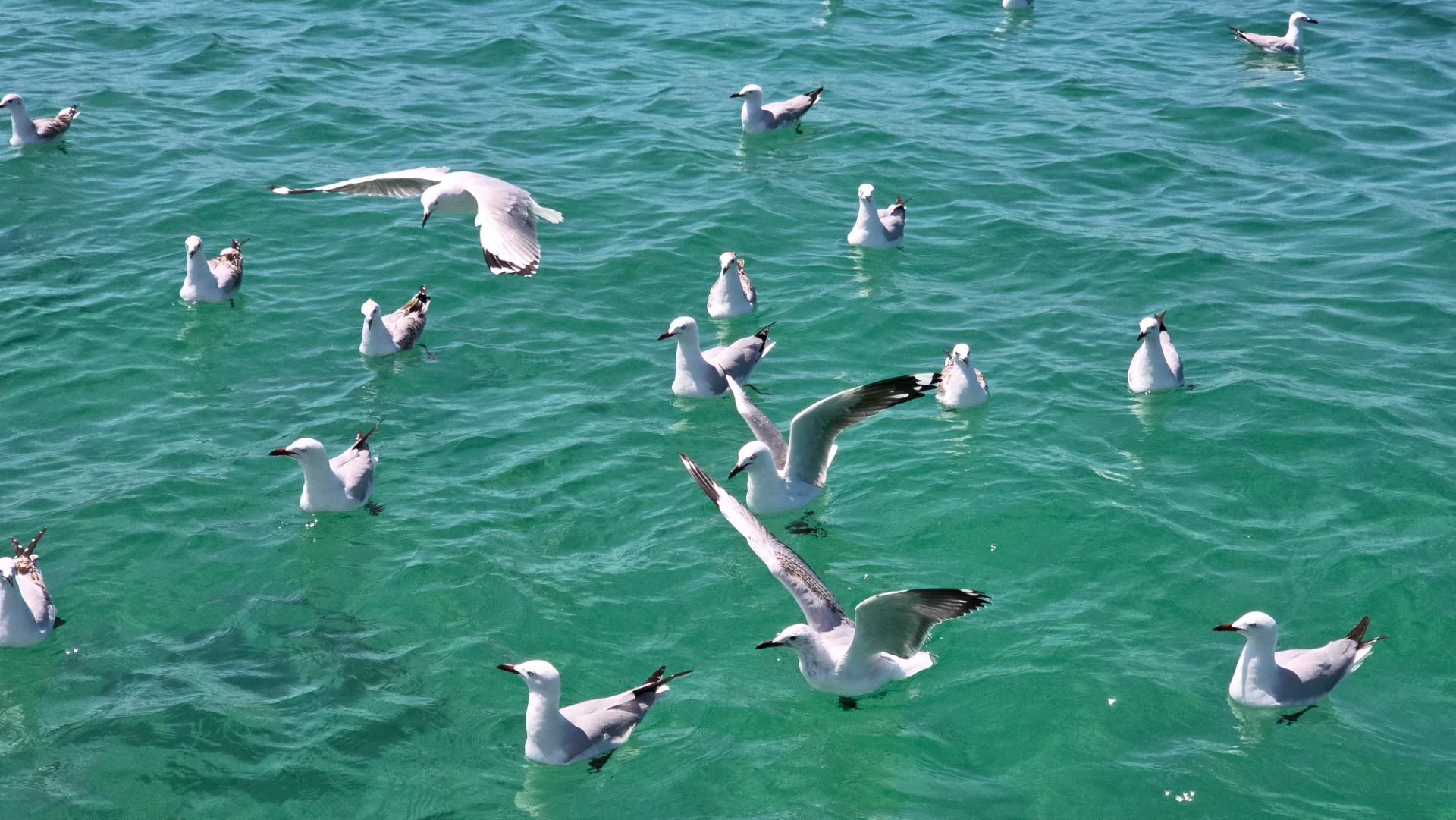 Carnac Island - Western Australia